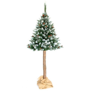 Choinka-Sosna na pniu szroniona 190cm z szyszką